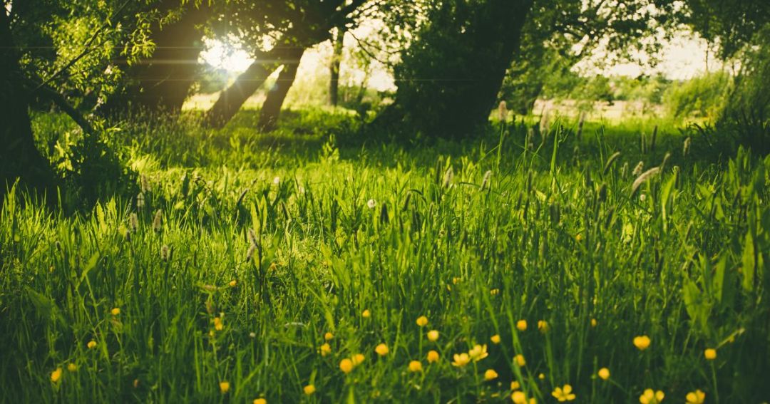 Starting Purcell Law